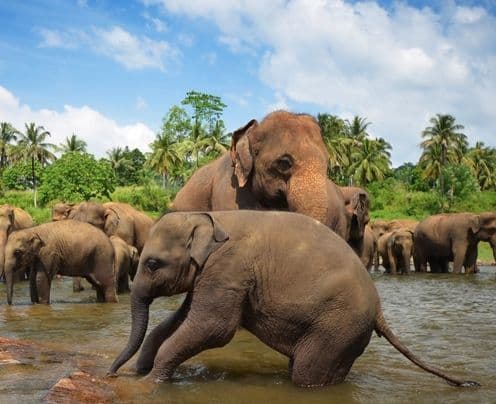 Spedire in Sri Lanka